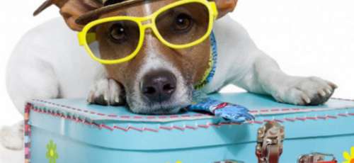On holiday with your pet