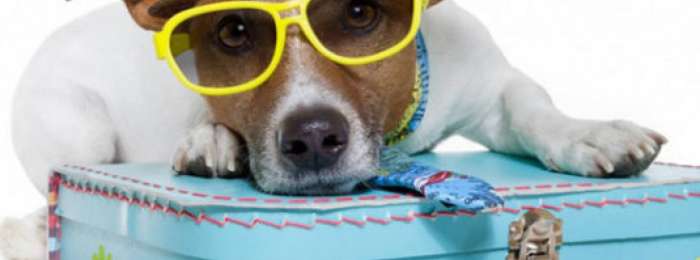 On holiday with your pet