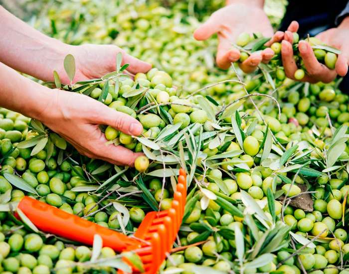 Olive sicilia